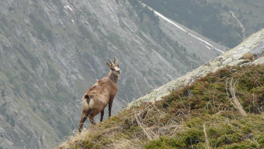 P1040987.jpg - Rencontre avec un eterlou surpris. On apercevra la m�re peu apr�s.
