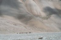 Une caravane de mules